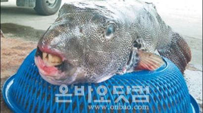 [사진] 타이완서 사람 치아 '괴물 물고기' 잡혀
