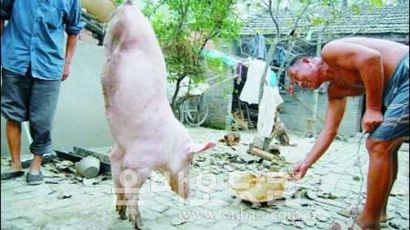 [사진] 두 다리로 물구나무 서는 돼지 화제