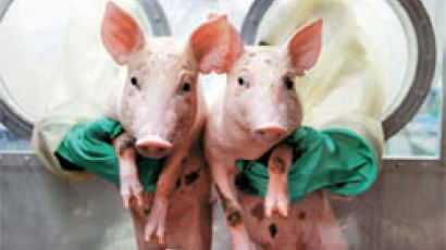 면역거부 획기적 억제 복제 돼지 2마리 생산