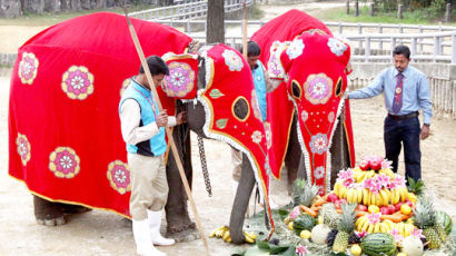 [사진] 서울에 온 스리랑카 코끼리
