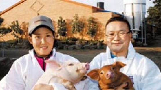 [j Focus] 2년 연속 ‘한국 최고의 돼지’ 키워낸 고봉석 제주 봉영농장주