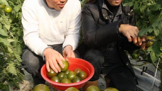 [사진] 흑 토마토 ‘쿠마토’