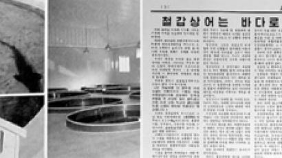 ‘캐비아광’김정일 특별지시 … 북한은 지금 철갑상어 양식 속도전
