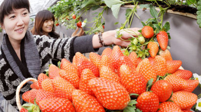 [사진] 한겨울 딸기 