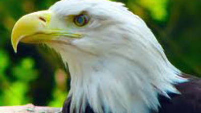 미국 상징 흰머리 독수리 '샘' 결국…