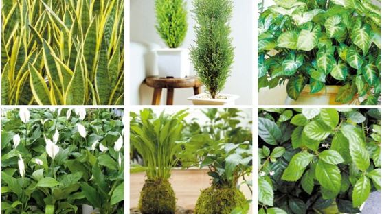 겨울철 집안 공기 정화 식물