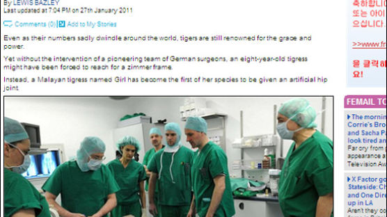 [사진] 獨 세계최초 호랑이에 인공엉덩이 이식수술