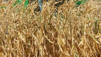 이상기온으로 곡물 생산 감소…전 세계 '애그플레이션' 비상