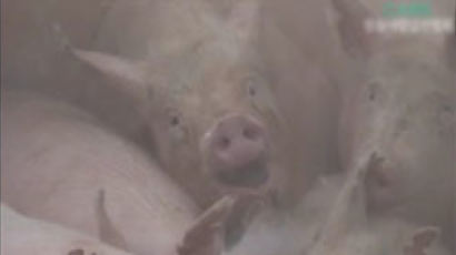 [영상]'생매장 돼지들의 절규' 과연 어떻길래?