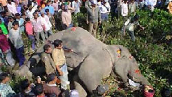 인도, 마을주민 17명 잡아먹은 '식인 코끼리'에 공포