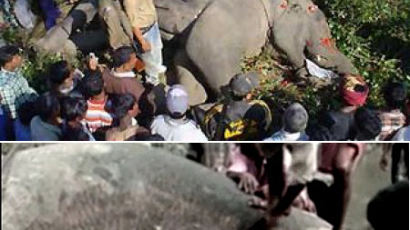 [사진] 인도, 사람17명 잡아먹은 식인 코끼리