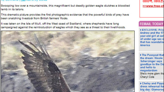 [사진] 황금독수리의 양 사냥 '공포'
