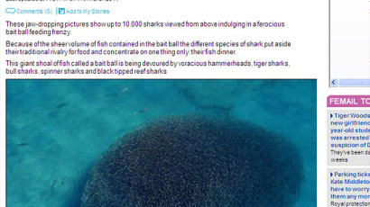 [사진] 엄청난 양의 정어리떼 따라온 1만여 마리 상어떼 