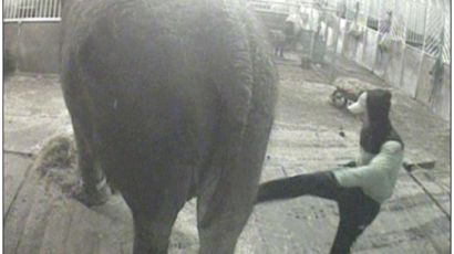 [사진] 서커스단 코끼리 학대 모습 공개돼 '충격'