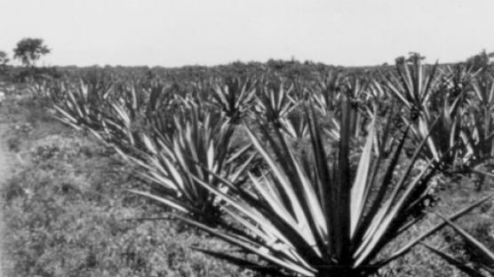[하와이 이민 다큐멘터리-19] 멕시코 초기이민 농장생활