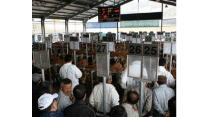 문경에서 구제역 이후 전국 최초 牛시장 열려
