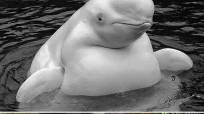 [사진] 비만 돌고래와 오랑우탄