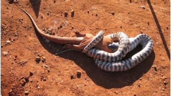 [사진] 대형도마뱀 삼키는 뱀 '끔찍' 
