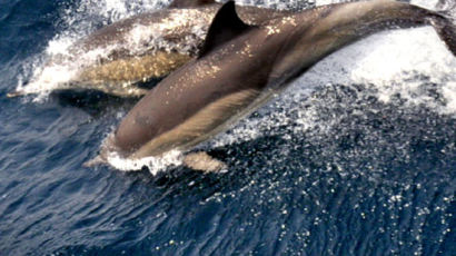 [사진] 울산 앞바다에 1000여 마리 돌고래떼