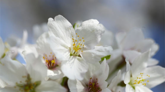 꽃가루 급증하는 4월과 5월…알레르기 비염 주의!