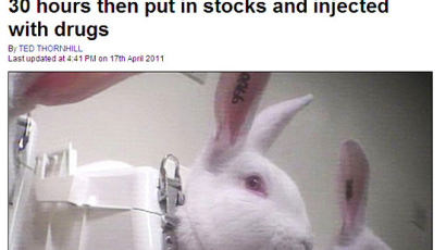 [사진] 깜찍한 토끼의 끔찍한 생체실험 