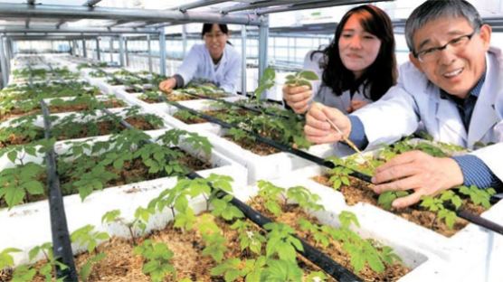[사진] 식물공장 개발해 인삼 재배