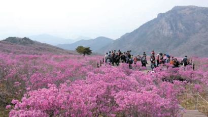 비슬산 분홍빛 축제로의 초대