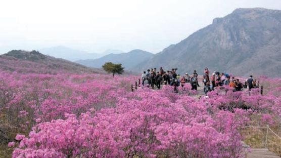 비슬산 분홍빛 축제로의 초대