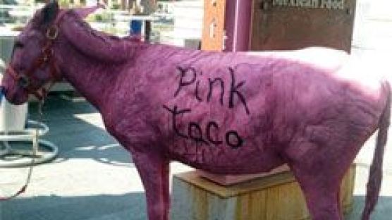 살아있는 당나귀에 핑크색 페인트…멕시칸 레스토랑 '핑크 타코'