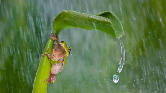 [사진] 풀잎을 우산 삼은 청개구리