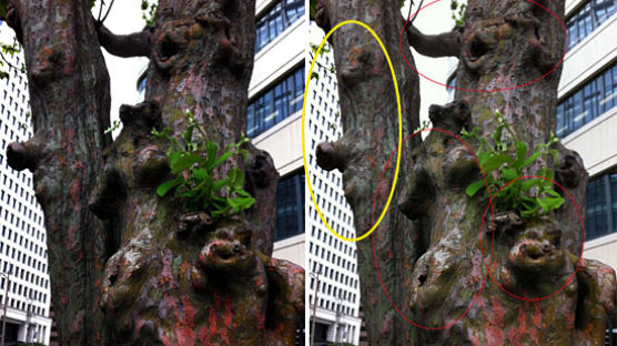 [사진] "찾아보세요" 모과나무에 사람이 네명