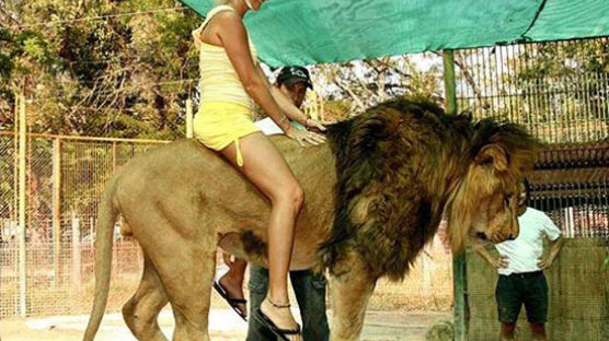 [사진] 동물의 왕 사자 등에 올라탄 간 큰 미녀들