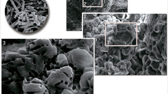 ‘박테리아 천연 시멘트’ 세상을 바꾼다