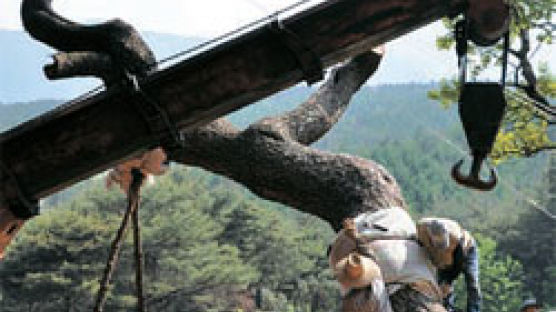 수억대 호가 … 300년 된 소나무, 소유권 다툼