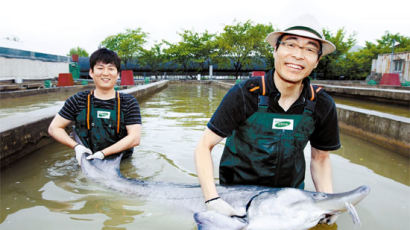 [food&] 1g에 1만원짜리 알 낳는 철갑상어, 남한강가에 산다