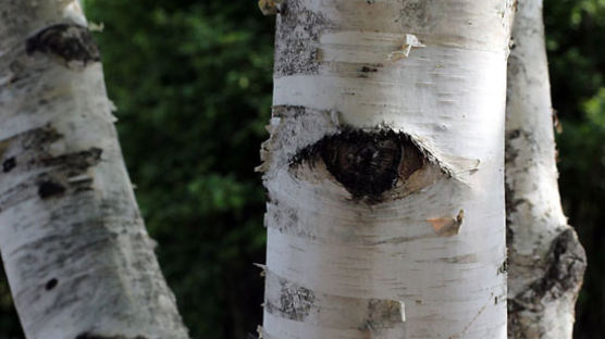 [사진] 신기한 나무의 눈