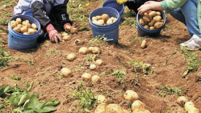 [사진] 봄 감자 수확