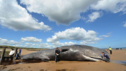 [사진] 무게 20톤 엄청난 크기의 향유고래 