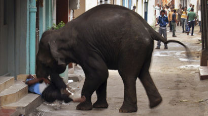 [사진] 인도, 야생코끼리 공격으로 1명 사망