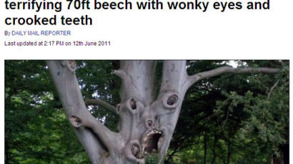 [사진] '악마의 얼굴'이 있는 무서운 나무 