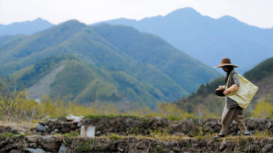 [산야초 효소] 민들레·앵두·오디·개복숭아 … 자연이 주는 건강선물