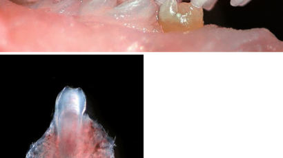 [사진] 줄기세포로 만든 치아
