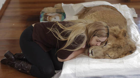 [사진] "사자야, 꼭 치료해줄게."