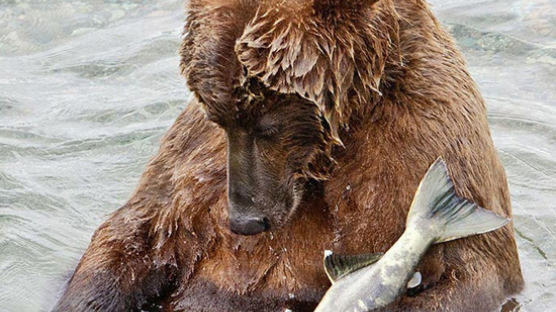 [사진]연어 잡다 잠든 불곰