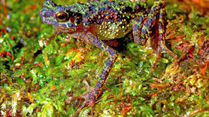 [사진]87년만에 발견된 '무지개 두꺼비'로 학계 흥분