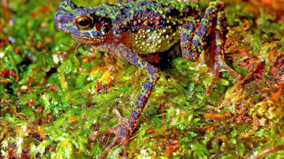 [사진]87년만에 발견된 '무지개 두꺼비'로 학계 흥분
