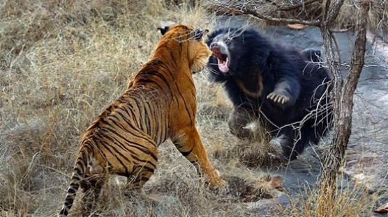 [사진] 호랑이와 곰의 결투..누가 이길까?