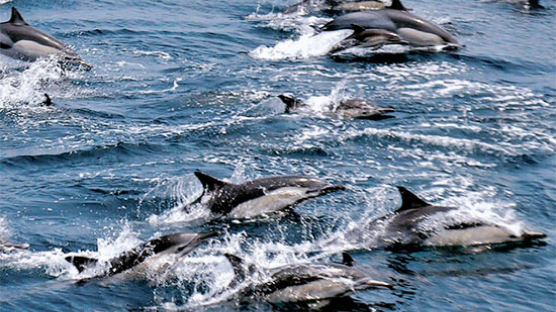 [사진] 울산 앞바다 참돌고래 300마리