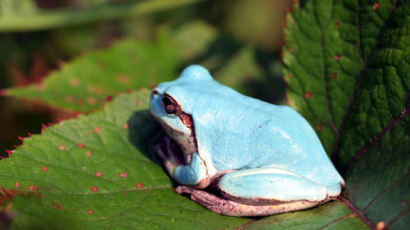 [사진] 희귀종 '하늘색 청개구리'
