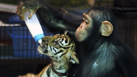 [사진] 호랑이에게 우유주는 침팬지
